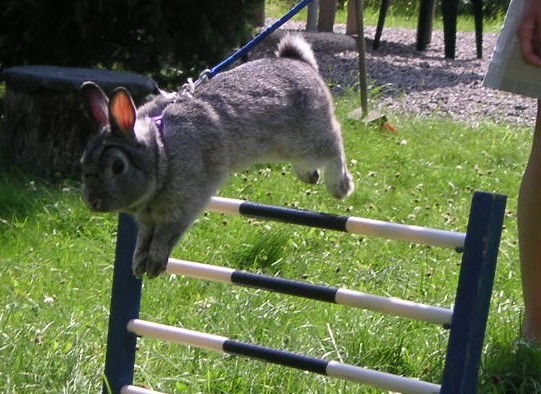 Pets Show
