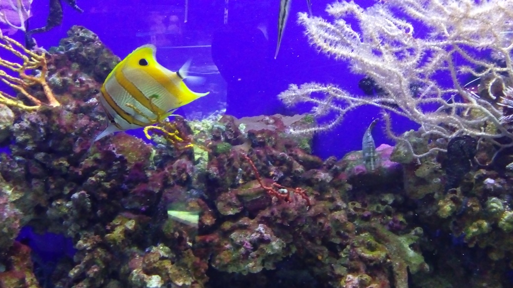 Dubai underwater zoo
