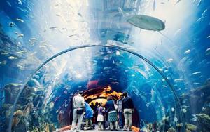 Thumbnail for Explore the Mesmerizing Dubai Aquariums