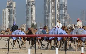 Thumbnail for Experience camel racing in Dubai