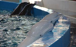 Thumbnail for Dolphin & Seal Show at Dubai Dolphinarium