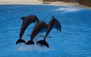 Thumbnail for Enjoy Dubai’s Dolphin Show at Dubai Creek Park