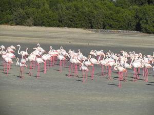 Ras Al Khor Wildlife Sanctuary