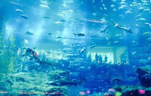 Aquarium, Underwater Zoo