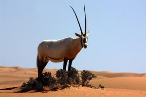 Dubai Desert Conservation Reserve