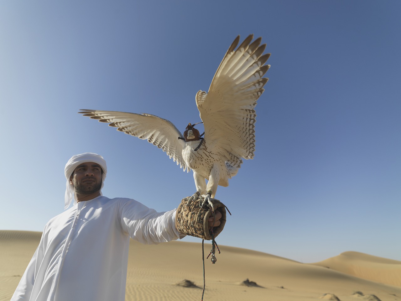 duabi, sports, tradition, falconory