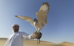 Thumbnail for Traditional Sports in the UAE