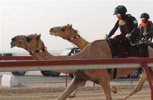 Camel Racing