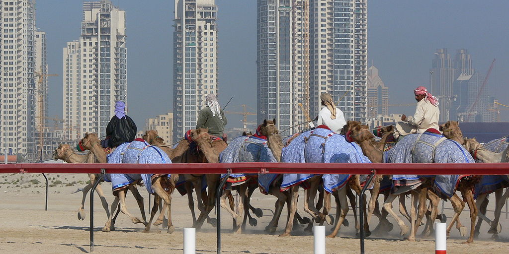 Camel racing