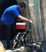 Sea driver feeding aquatic animals