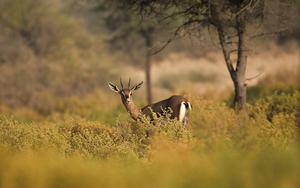 Thumbnail for Dubai National Park: In the laps of nature