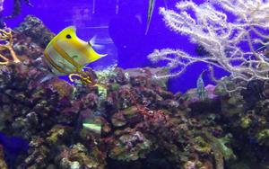 Thumbnail for Dubai Aquarium: Lost in Underwater Zoo