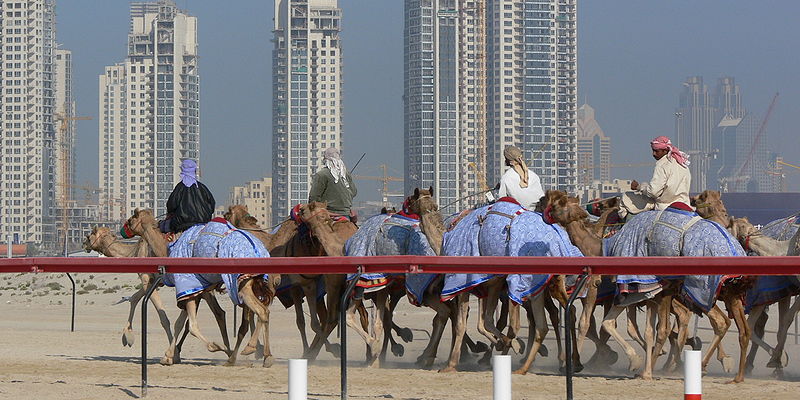 Dubai camel race Creative Commons/ Lars Plougmann