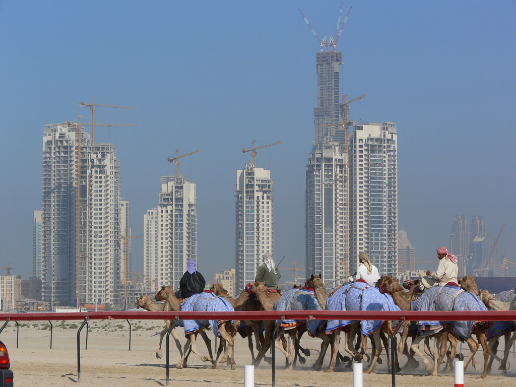 Camel race Dubai