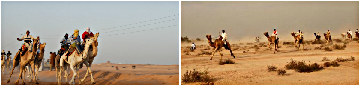 Camel Racing Camel Racing