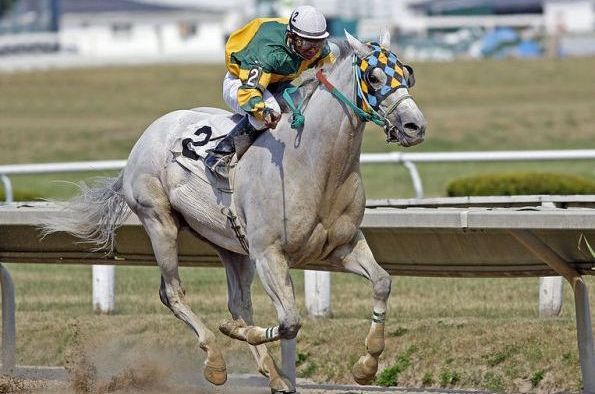 horse race horse race