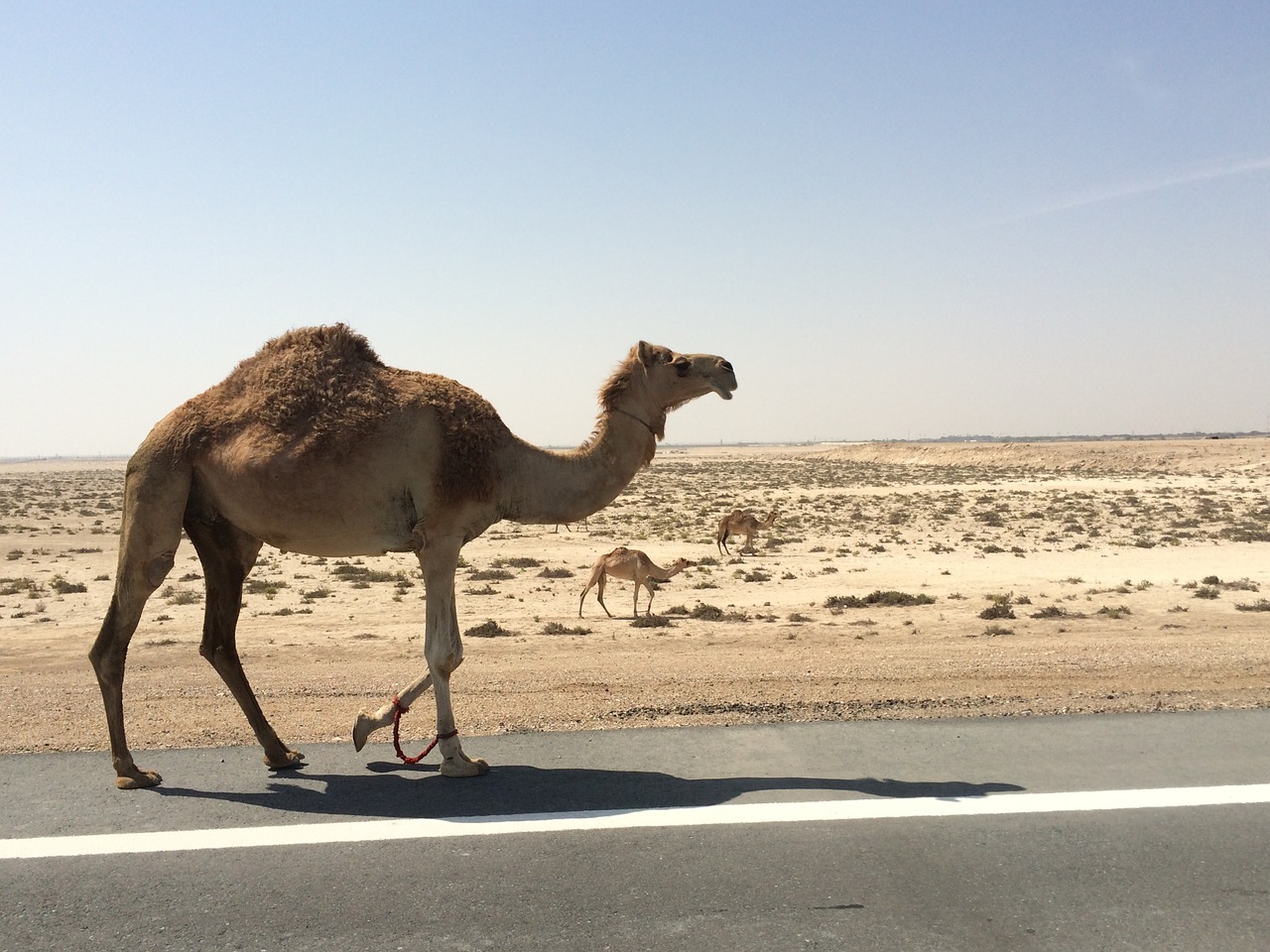 Camels summer