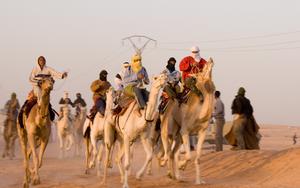 Thumbnail for Camel Racing Season in Dubai