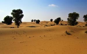 Thumbnail for Dubai Desert Conservation Reserve - Exploring the Desert Landscape