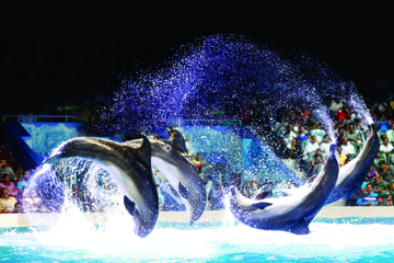 dubai-dolphinarium