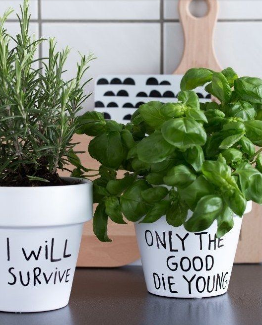 Credit: Dubai Garden Centre