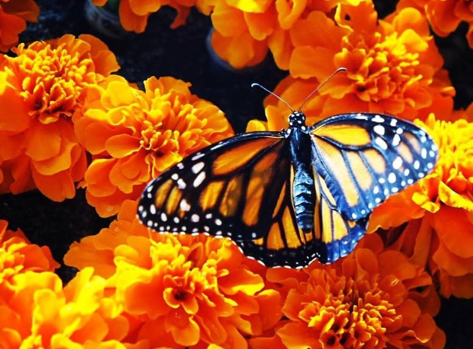 Dubai Butterfly Garden