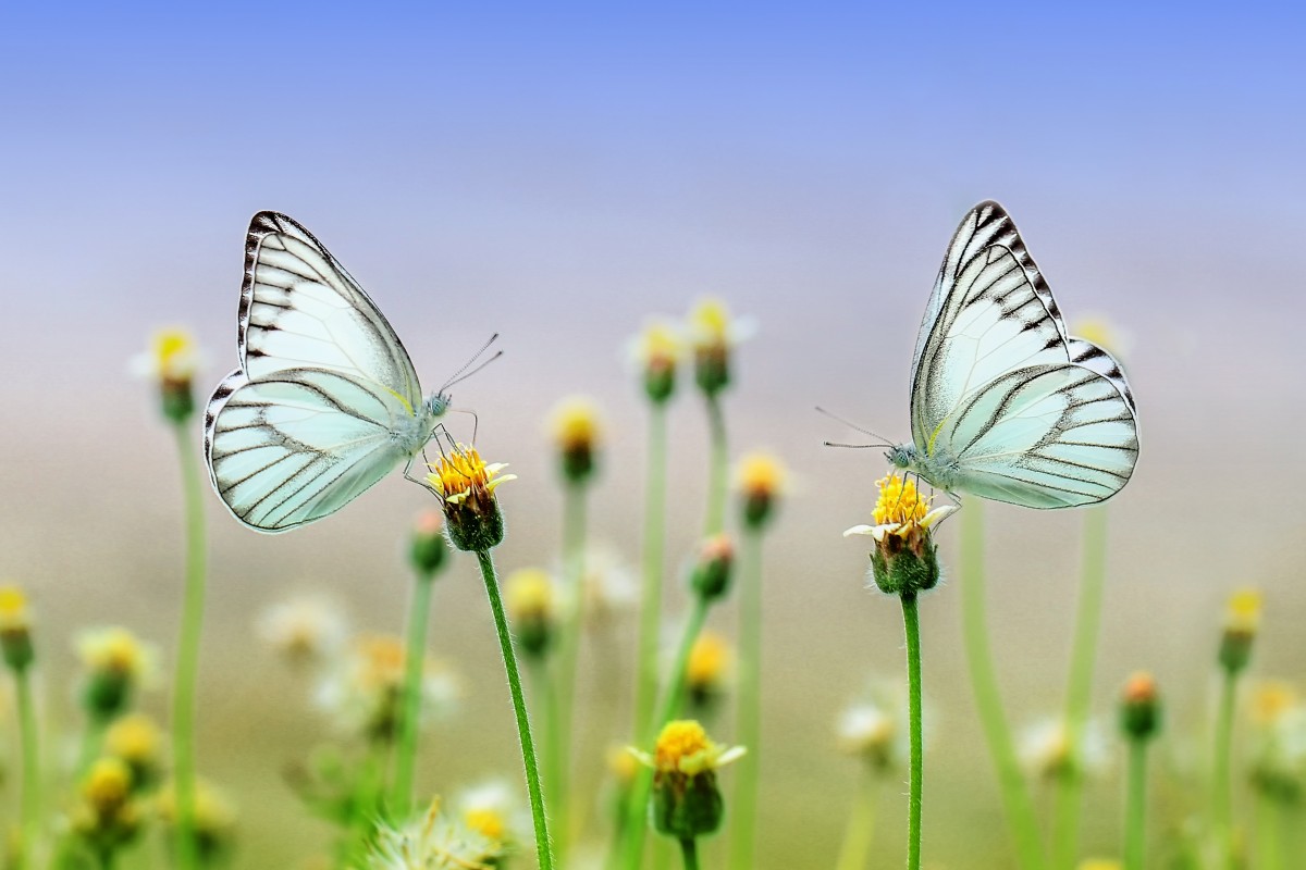 park, dubai, butterfly, tourism