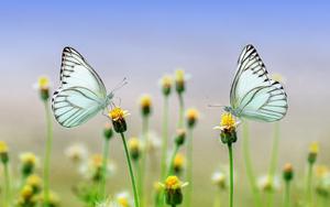Thumbnail for The Enchanting Butterfly Garden in Dubai