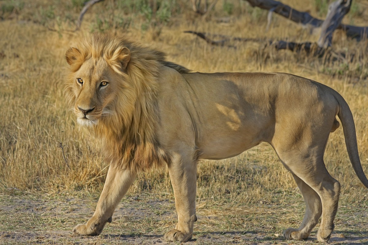 wildlife, dubai, safari park