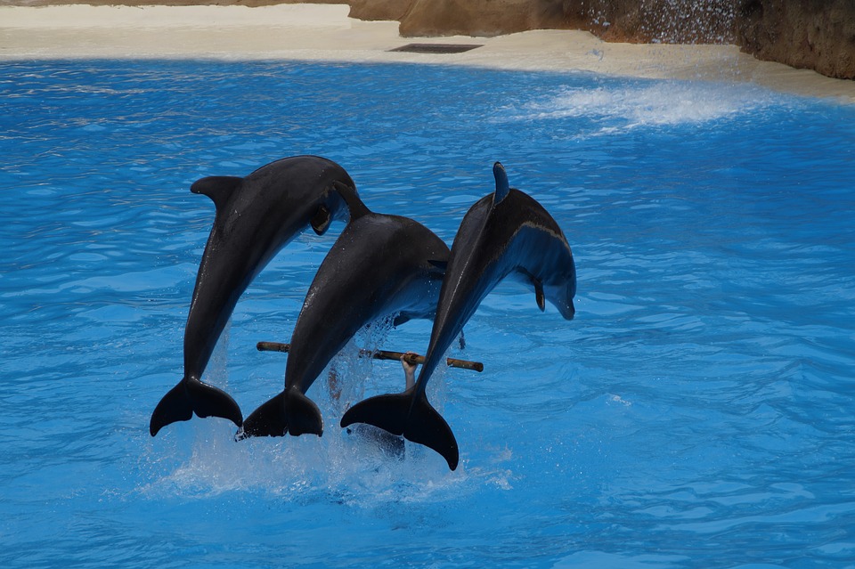 Dolphins show