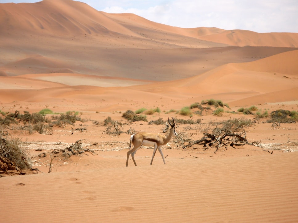 Wildlife Desert