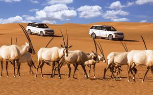 Thumbnail for Al-Maha Resort: An Oasis in the Desert