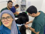 Veterinary medical team during surgery