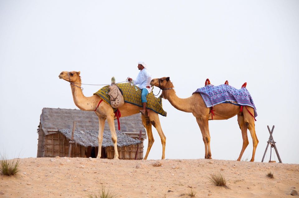Desert Camels