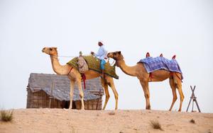 Thumbnail for Desert Safari Dubai Cost: Everything You Need to Know 